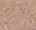 KV1.1 (KCNA1) Antibody in Immunohistochemistry (Paraffin) (IHC (P))