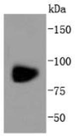 GluR1 Antibody in Western Blot (WB)