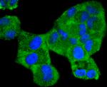 Phospho-MEK1 (Ser298) Antibody in Immunocytochemistry (ICC/IF)