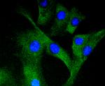 Phospho-MEK1 (Ser298) Antibody in Immunocytochemistry (ICC/IF)