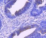 Phospho-MEK1 (Ser298) Antibody in Immunohistochemistry (Paraffin) (IHC (P))