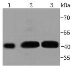 Phospho-MEK1 (Ser298) Antibody in Western Blot (WB)