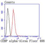 C/EBP alpha Antibody in Flow Cytometry (Flow)