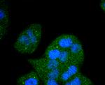 FGFR1 Antibody in Immunocytochemistry (ICC/IF)