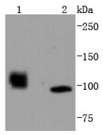 HDAC7 Antibody in Western Blot (WB)