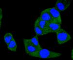 A-Raf Antibody in Immunocytochemistry (ICC/IF)