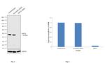 SIRT2 Antibody in Western Blot (WB)