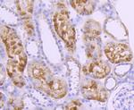 Caspase 10 Antibody in Immunohistochemistry (Paraffin) (IHC (P))