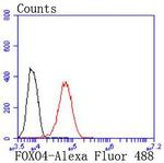 FOXO4 Antibody in Flow Cytometry (Flow)
