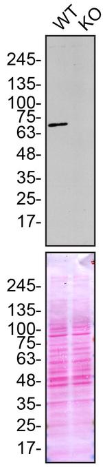 FUS Antibody in Western Blot (WB)