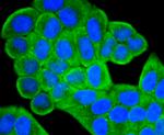 IGF2 Antibody in Immunocytochemistry (ICC/IF)