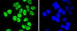 SP1 Antibody in Immunocytochemistry (ICC/IF)