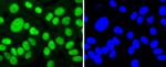 SP1 Antibody in Immunocytochemistry (ICC/IF)