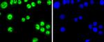 SP1 Antibody in Immunocytochemistry (ICC/IF)