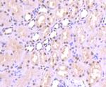 SP1 Antibody in Immunohistochemistry (Paraffin) (IHC (P))