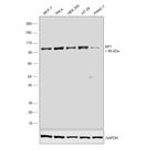 SP1 Antibody in Western Blot (WB)