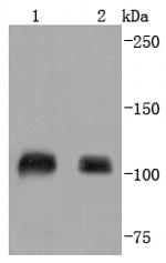 SP1 Antibody in Western Blot (WB)