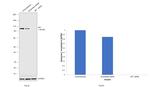 SP1 Antibody in Western Blot (WB)