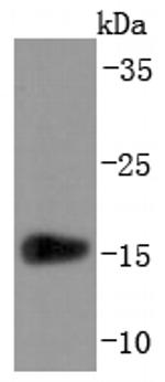 Transthyretin Antibody in Western Blot (WB)