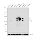 CNPase Antibody in Western Blot (WB)