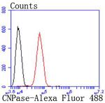 CNPase Antibody in Flow Cytometry (Flow)