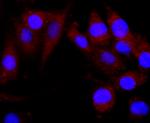 CNPase Antibody in Immunocytochemistry (ICC/IF)