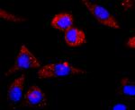 CNPase Antibody in Immunocytochemistry (ICC/IF)