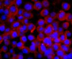 CNPase Antibody in Immunocytochemistry (ICC/IF)