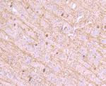 CNPase Antibody in Immunohistochemistry (Paraffin) (IHC (P))