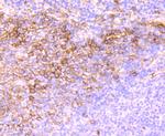 CD138 Antibody in Immunohistochemistry (Paraffin) (IHC (P))