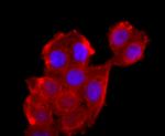 ATP5A1 Antibody in Immunocytochemistry (ICC/IF)