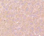 ATP5A1 Antibody in Immunohistochemistry (Paraffin) (IHC (P))