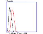 Transthyretin Antibody in Flow Cytometry (Flow)