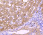 Transthyretin Antibody in Immunohistochemistry (Paraffin) (IHC (P))