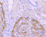 Transthyretin Antibody in Immunohistochemistry (Paraffin) (IHC (P))