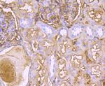 Transthyretin Antibody in Immunohistochemistry (Paraffin) (IHC (P))