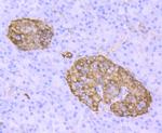 Transthyretin Antibody in Immunohistochemistry (Paraffin) (IHC (P))