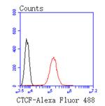 CTCF Antibody in Flow Cytometry (Flow)