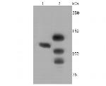 CTCF Antibody in Western Blot (WB)