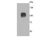 CD26 Antibody in Western Blot (WB)