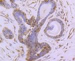 NUR77 Antibody in Immunohistochemistry (Paraffin) (IHC (P))