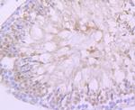 DAZL Antibody in Immunohistochemistry (Paraffin) (IHC (P))