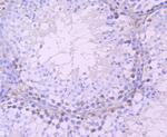 DAZL Antibody in Immunohistochemistry (Paraffin) (IHC (P))