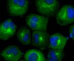 TrxR1 Antibody in Immunocytochemistry (ICC/IF)