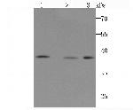 POLB Antibody in Western Blot (WB)