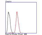 Fascin Antibody in Flow Cytometry (Flow)