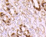 Ferritin Light Chain Antibody in Immunohistochemistry (Paraffin) (IHC (P))