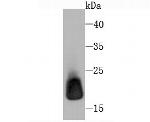 Ferritin Light Chain Antibody in Western Blot (WB)