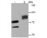 UBA2 Antibody in Western Blot (WB)