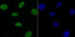 NRF1 Antibody in Immunocytochemistry (ICC/IF)